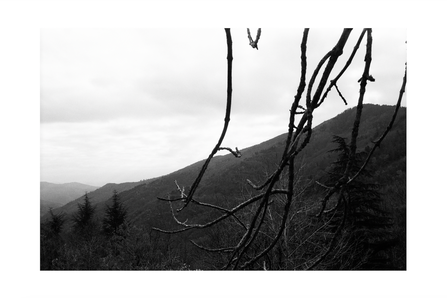 25AW LOZÉRE POSTER /  BRANCH