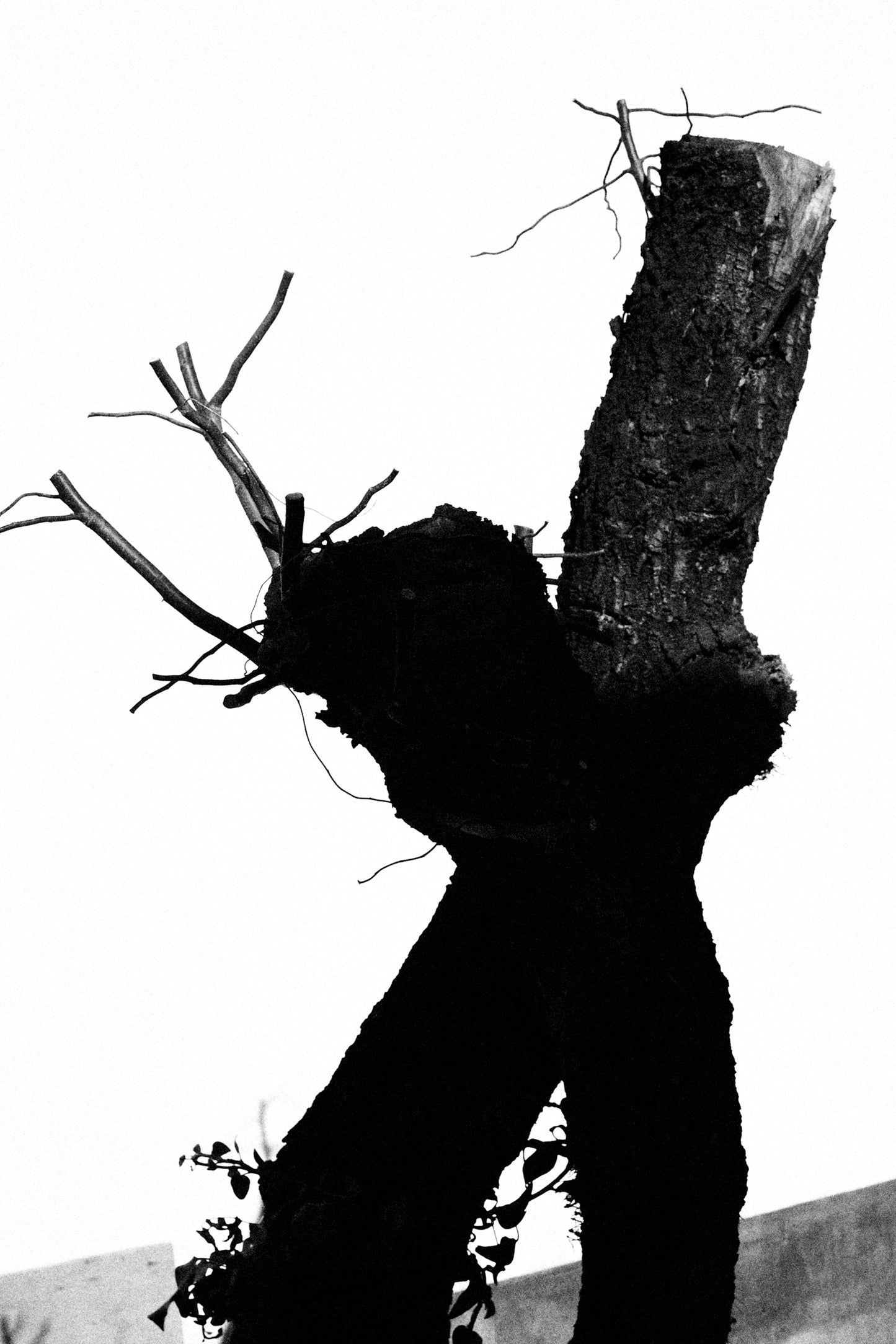 PHOTO LONG T-TREE /FINE PIMA JERSEY